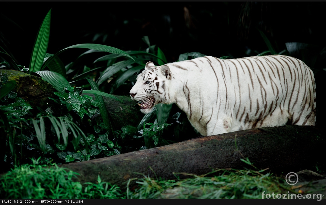 Panthera Tigris Tigris