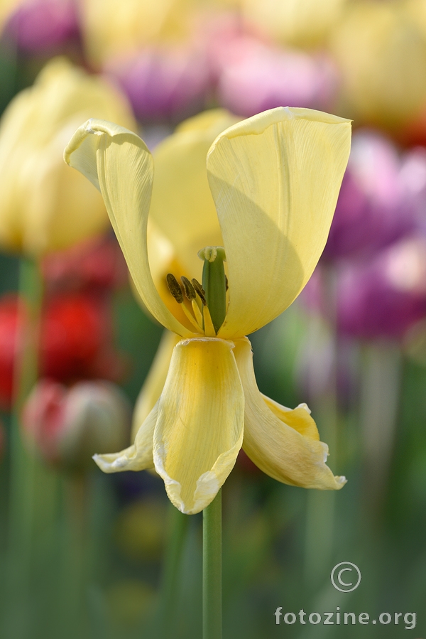 Žuti tulipan