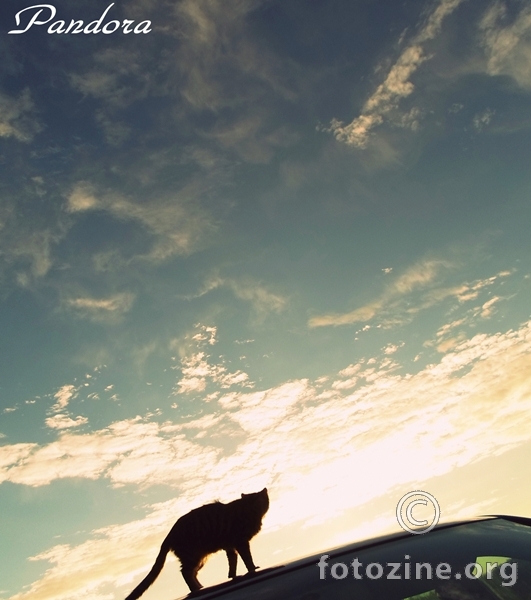 Mačka na vrućem limenom krovu
