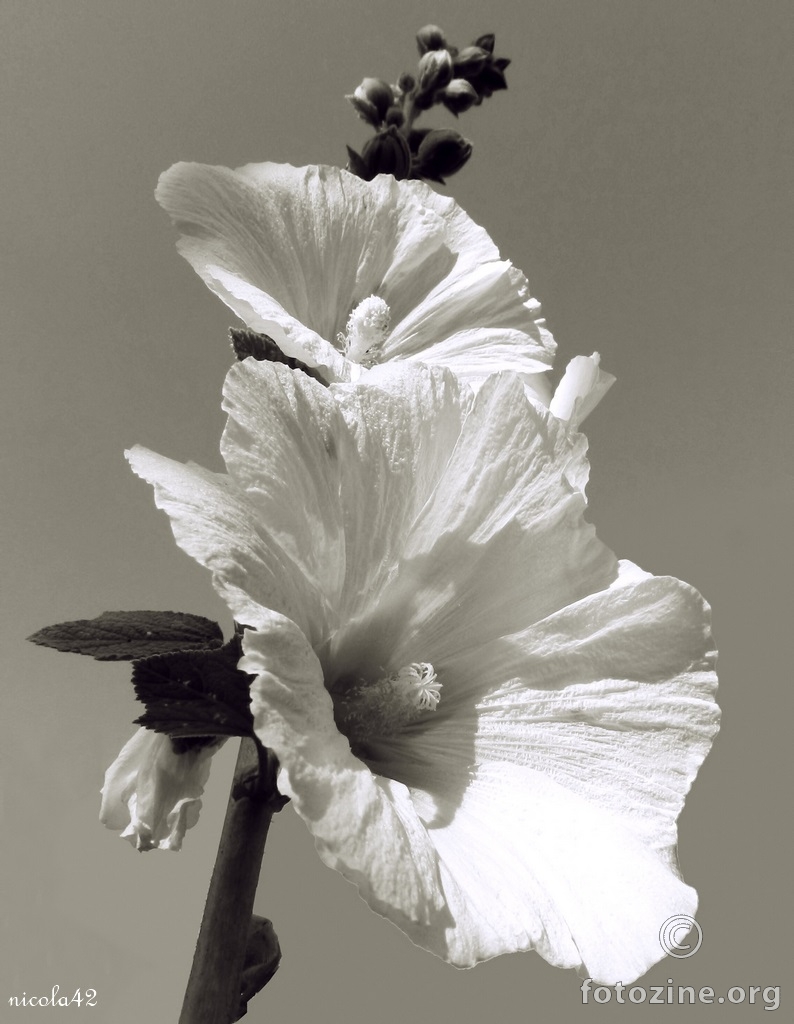 ... kao i sve ostalo ... BW only ...