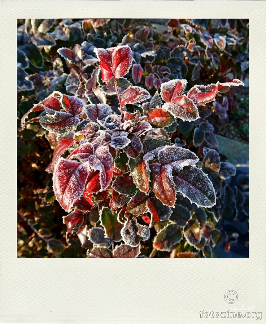 "polaroid" - mraznog jutra