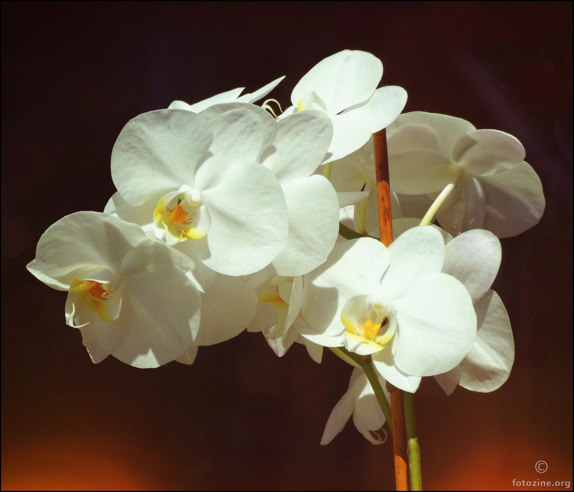 susjedine orhideje (3)
