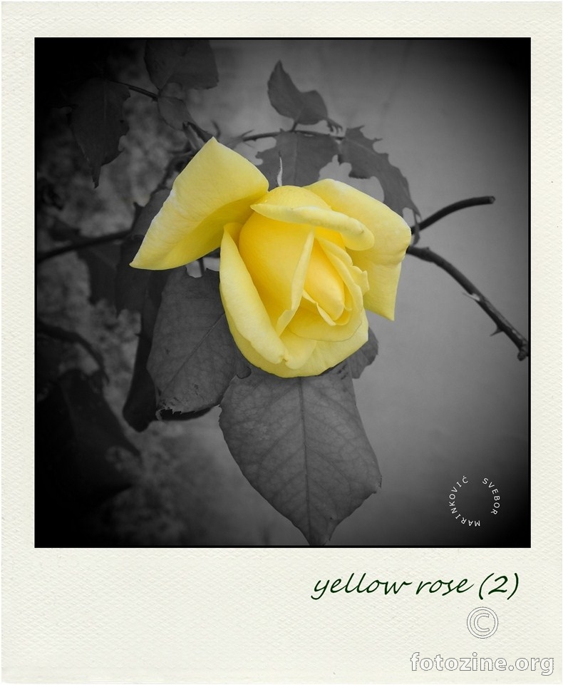polaroid ruža (2)
