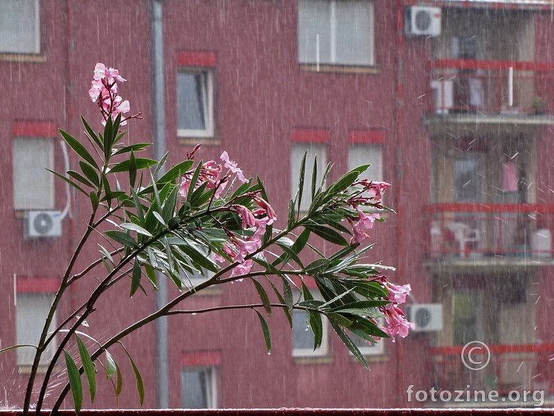 Rain