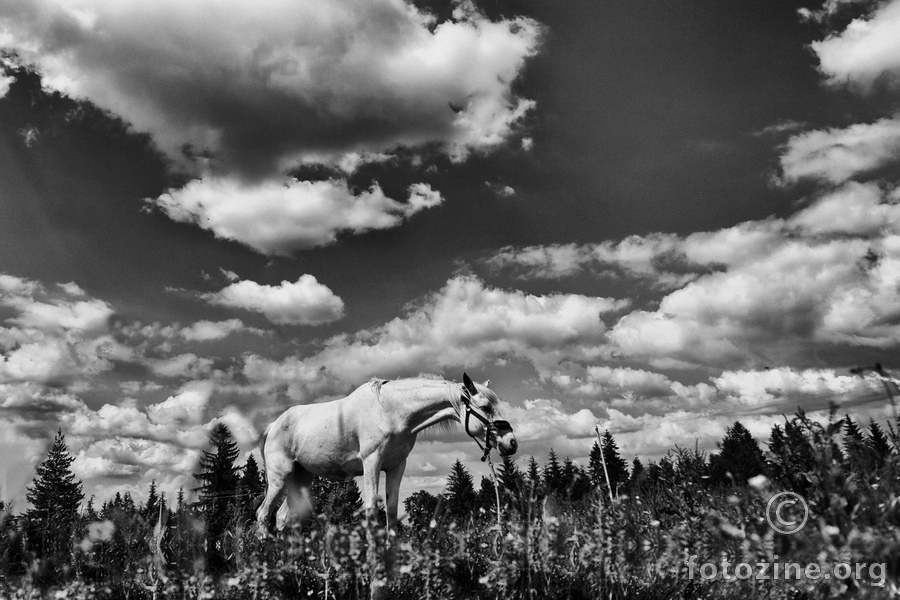White Horse