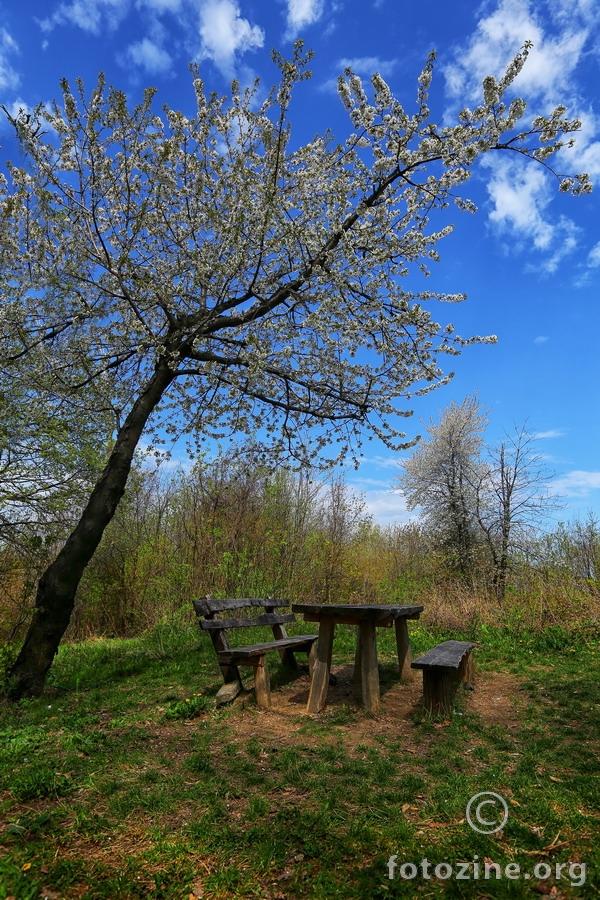 Ispod stare trešnje