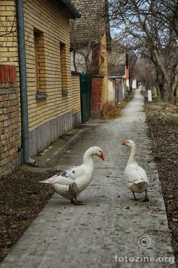 'ajmo draga... dug je put