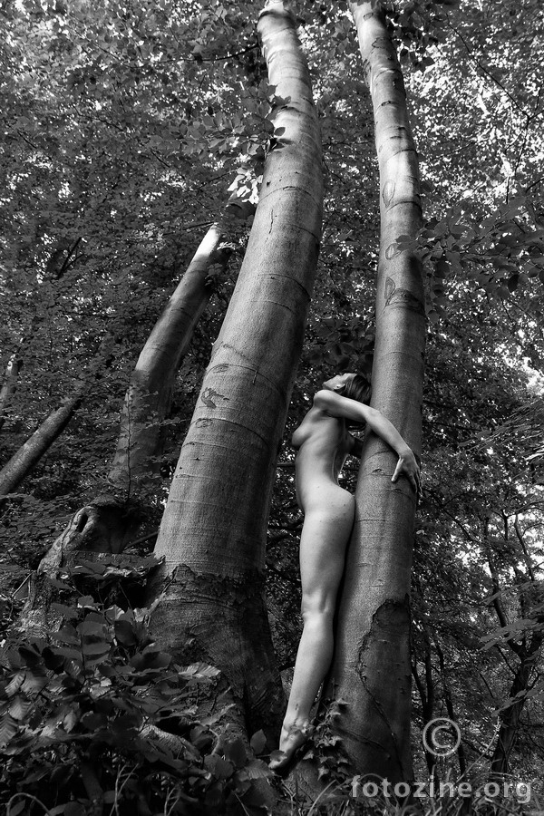 Forest arrow