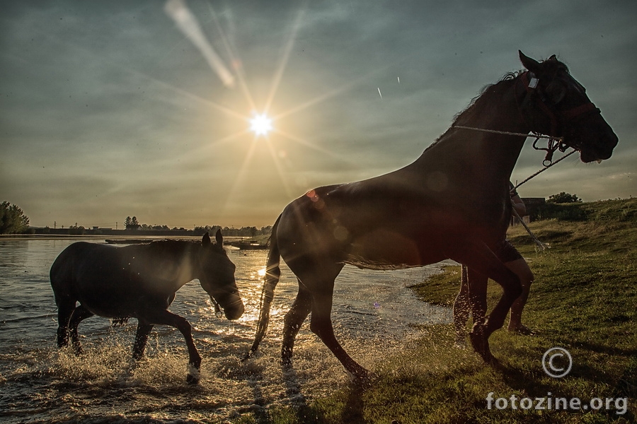 Magic horses III