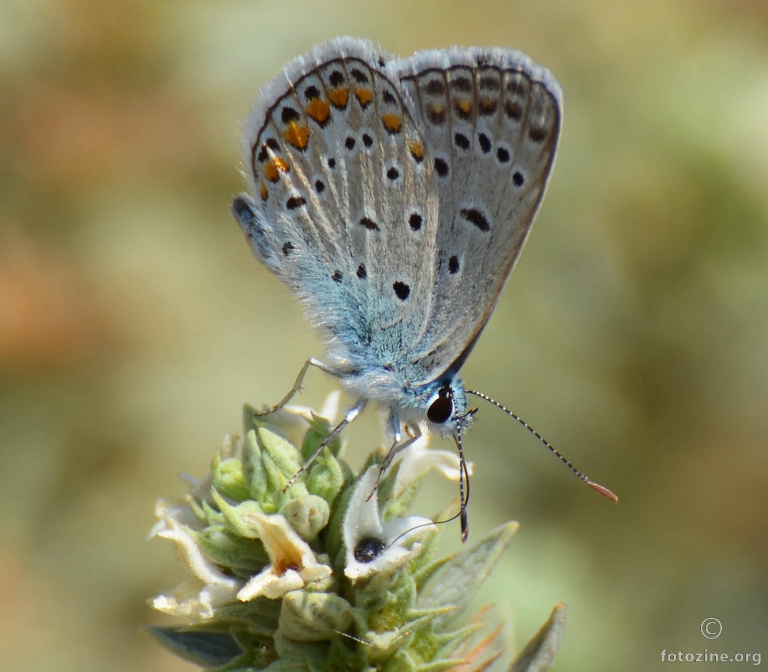 sestra od prethodnog