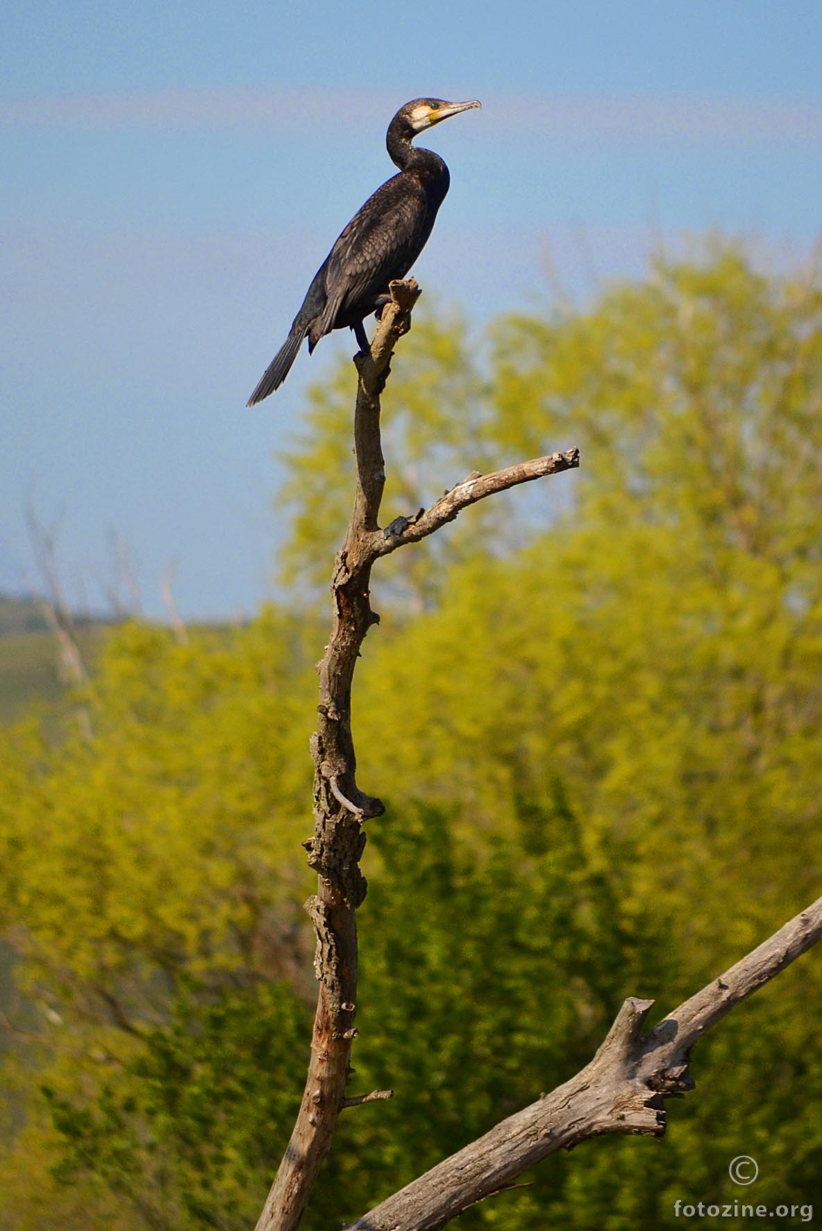 kormoran