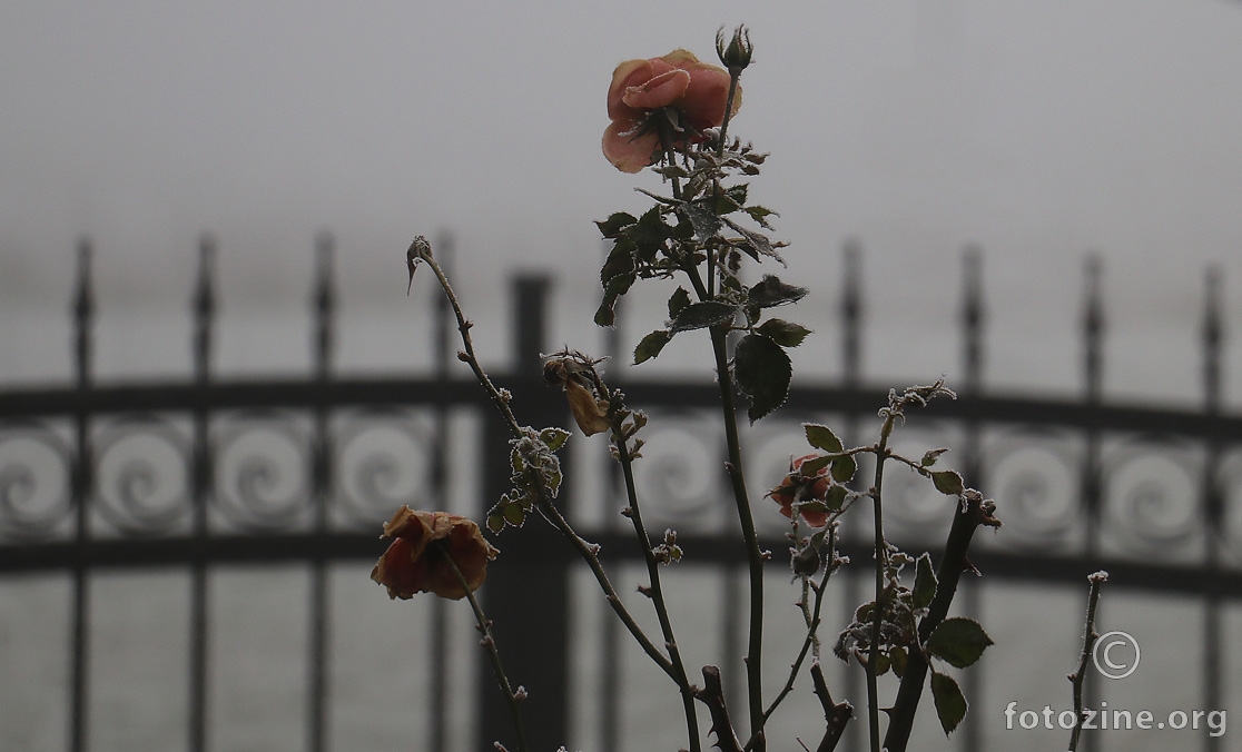 Ruža na mrazu i u magli..