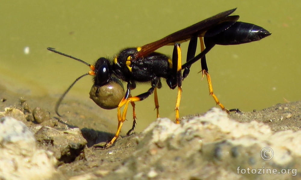 Osa lončarica (Sceliphron caementarium)