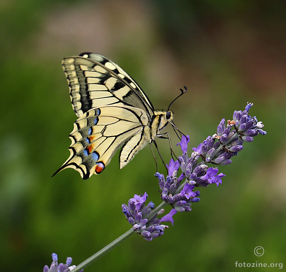 Lastin rep (Papilio Machaon)
