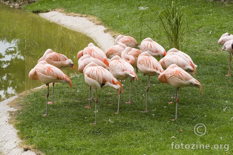 Flamingosi