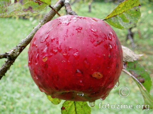 Crvena jabuka
