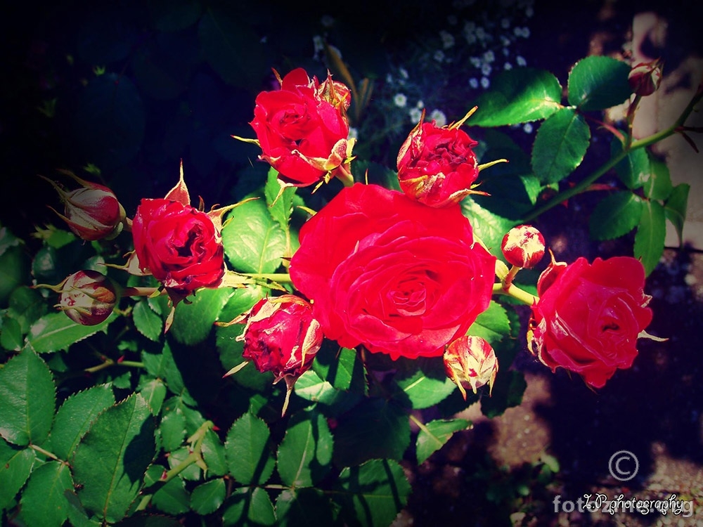 Ruže su crvene, tajne su skrivene 