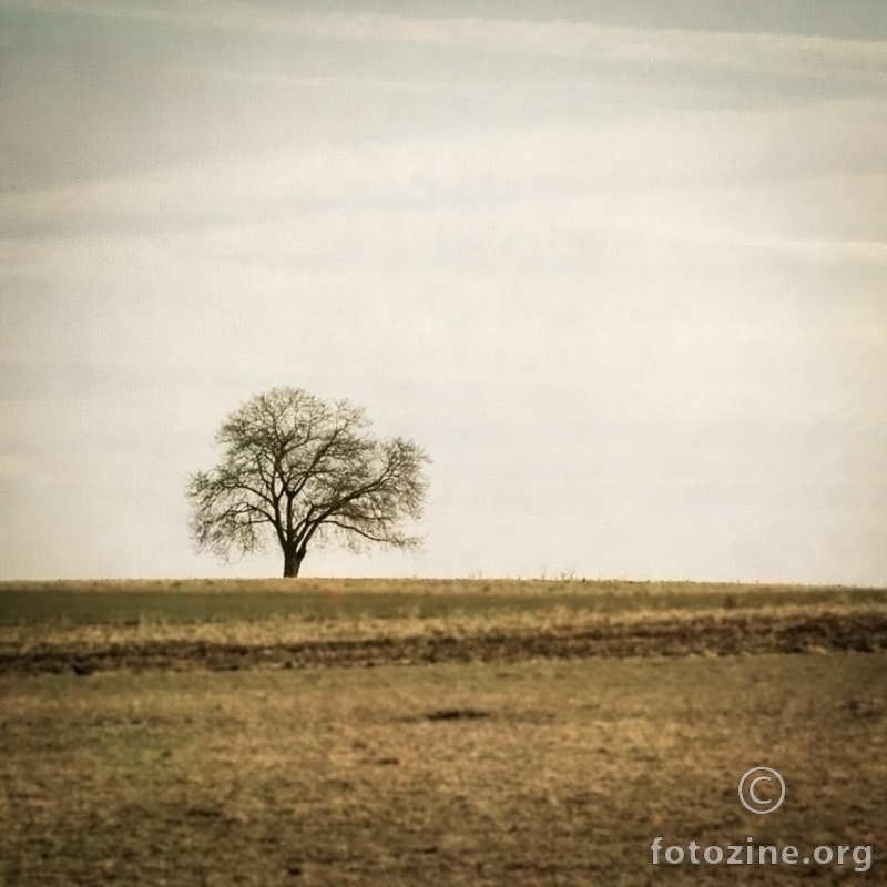 Usamljno drvo