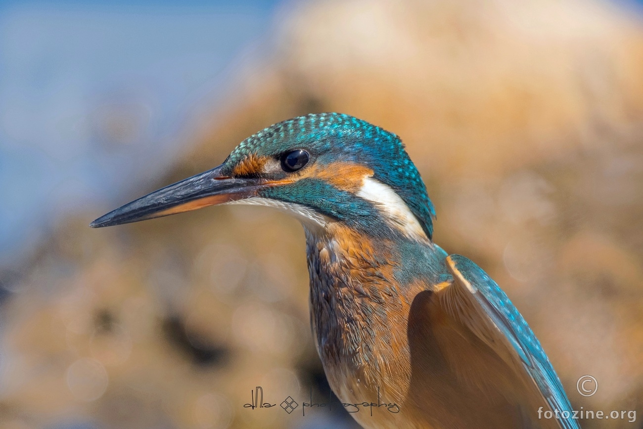  vodomar (Alcedo atthis)