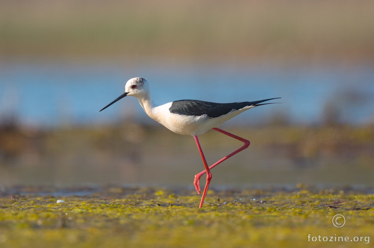 Vlastelica (Himantopus himantopus)