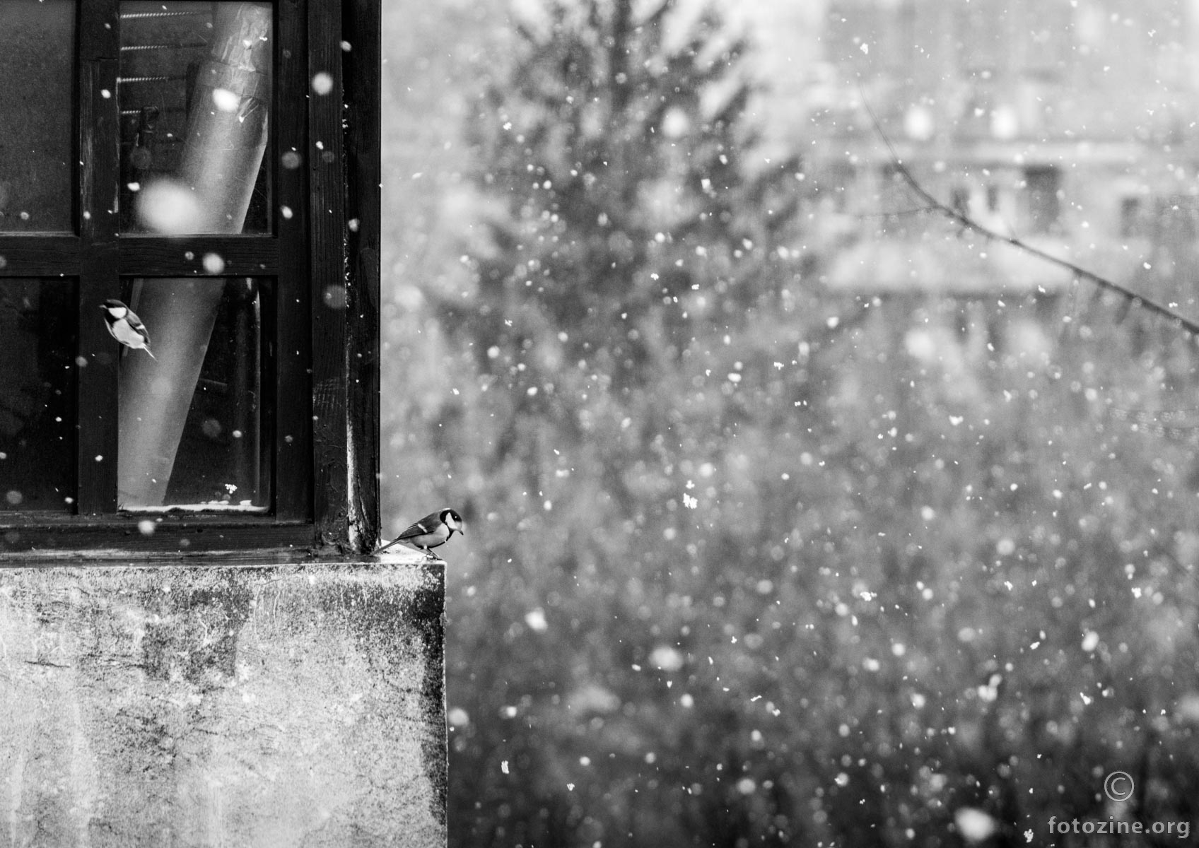 fotkanje zivotinja u HR :)