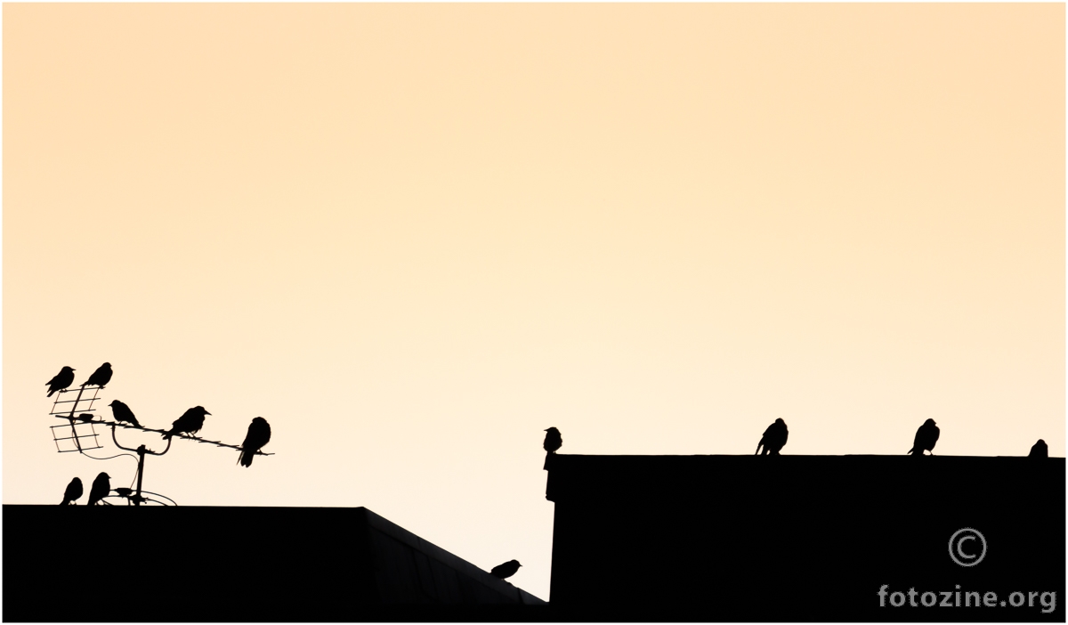 Vrane u zoru.