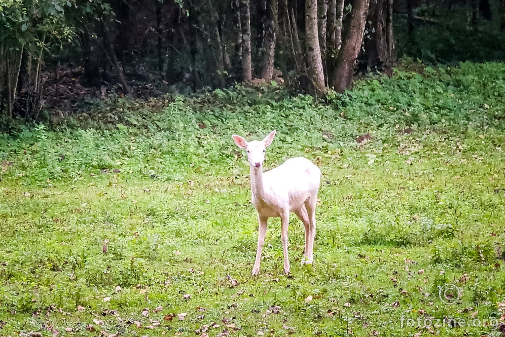 Albino