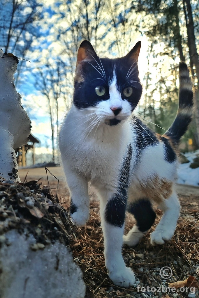 Fokusiranost