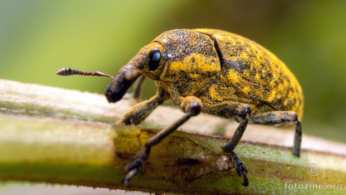 Larinus planus