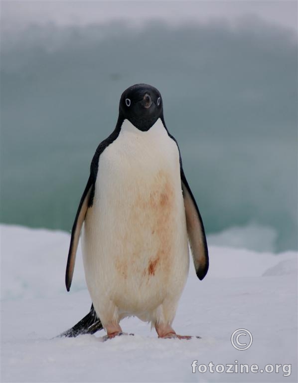 Adelijski pingvin, Antarktika
