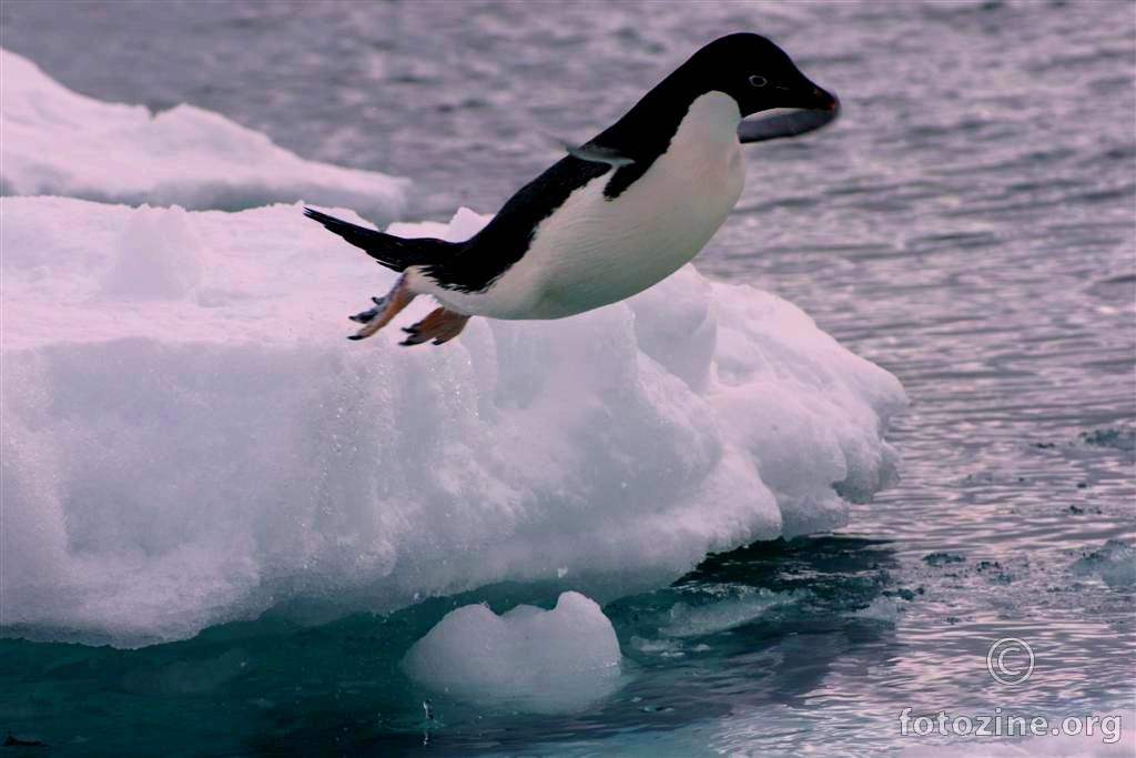 I pingvini lete, Anrtarktika