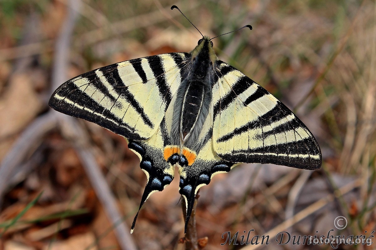 prugasto jedarce