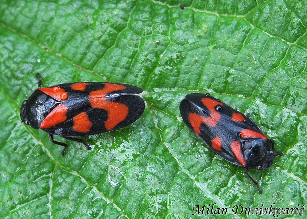 crno-crveni pjenušasti cvrčak