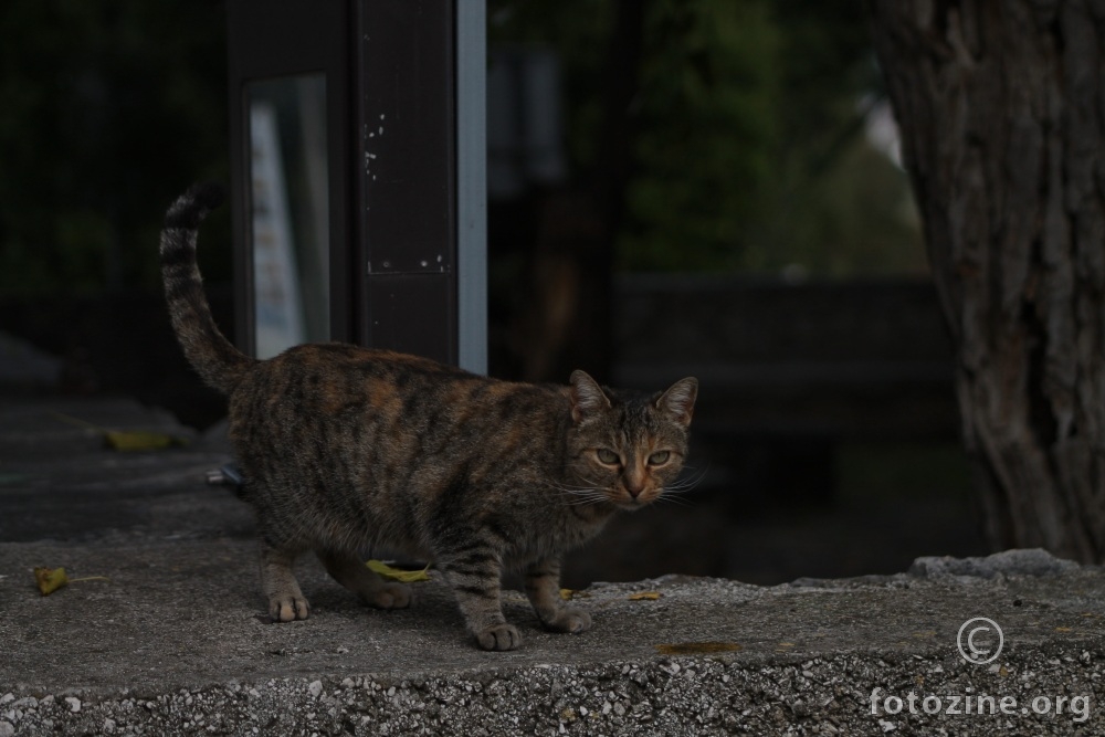 IMG_6017_Gledaj svoja posla