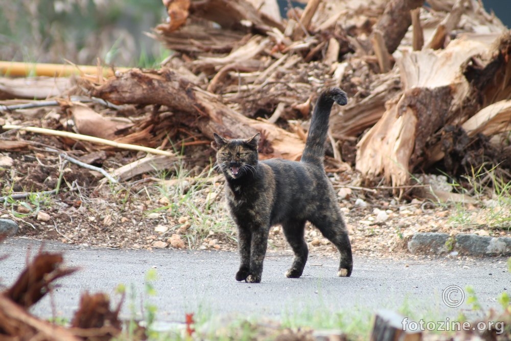 IMG_6021_Šta me snimaš