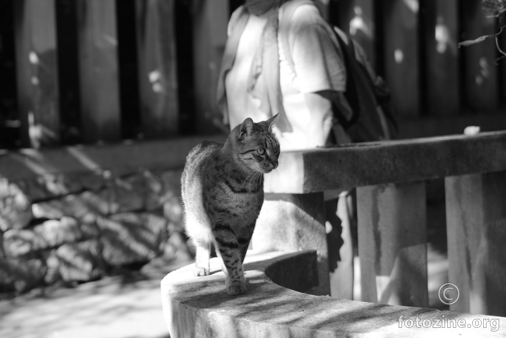 IMG_6098_Još jedna maca