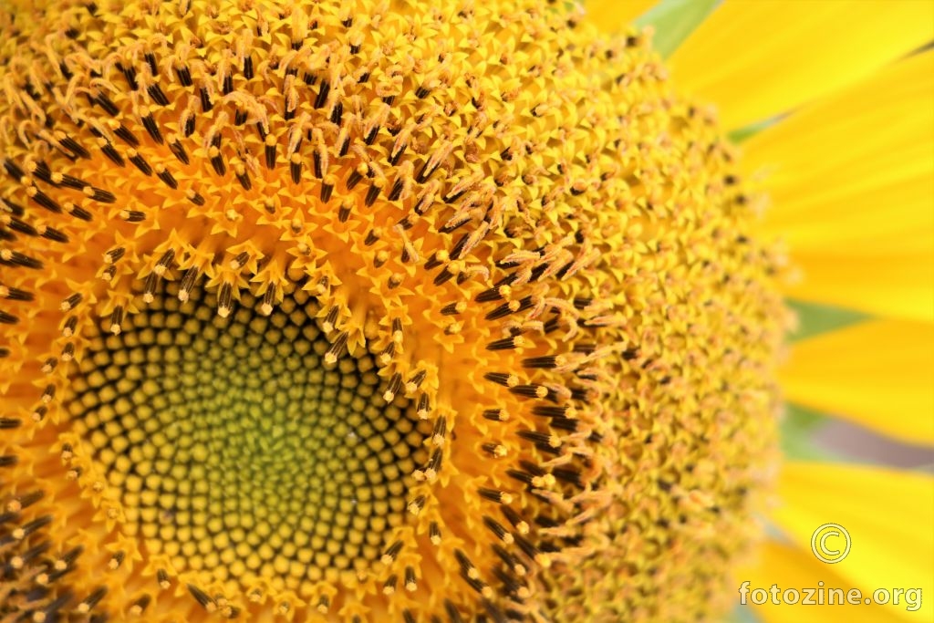 Van Goghov detalj