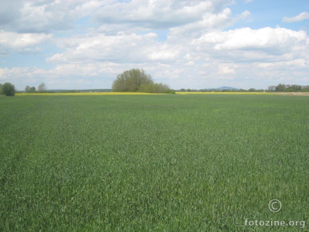 žito