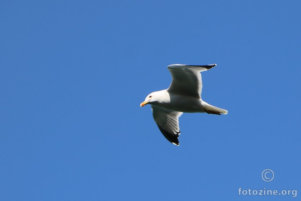 Galeb