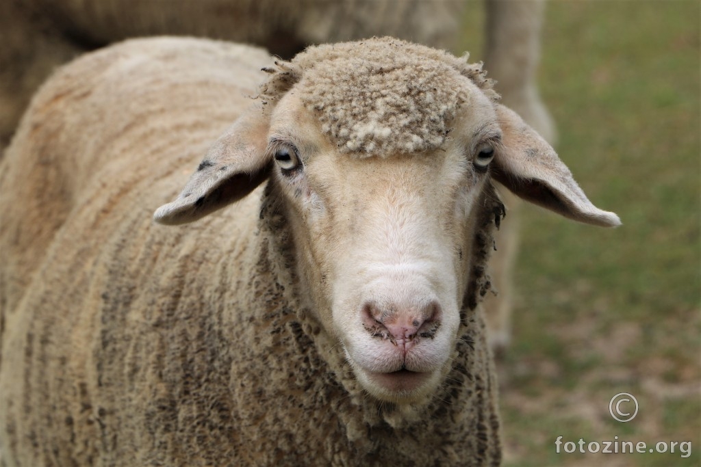 Jedna sasvim obična ovca