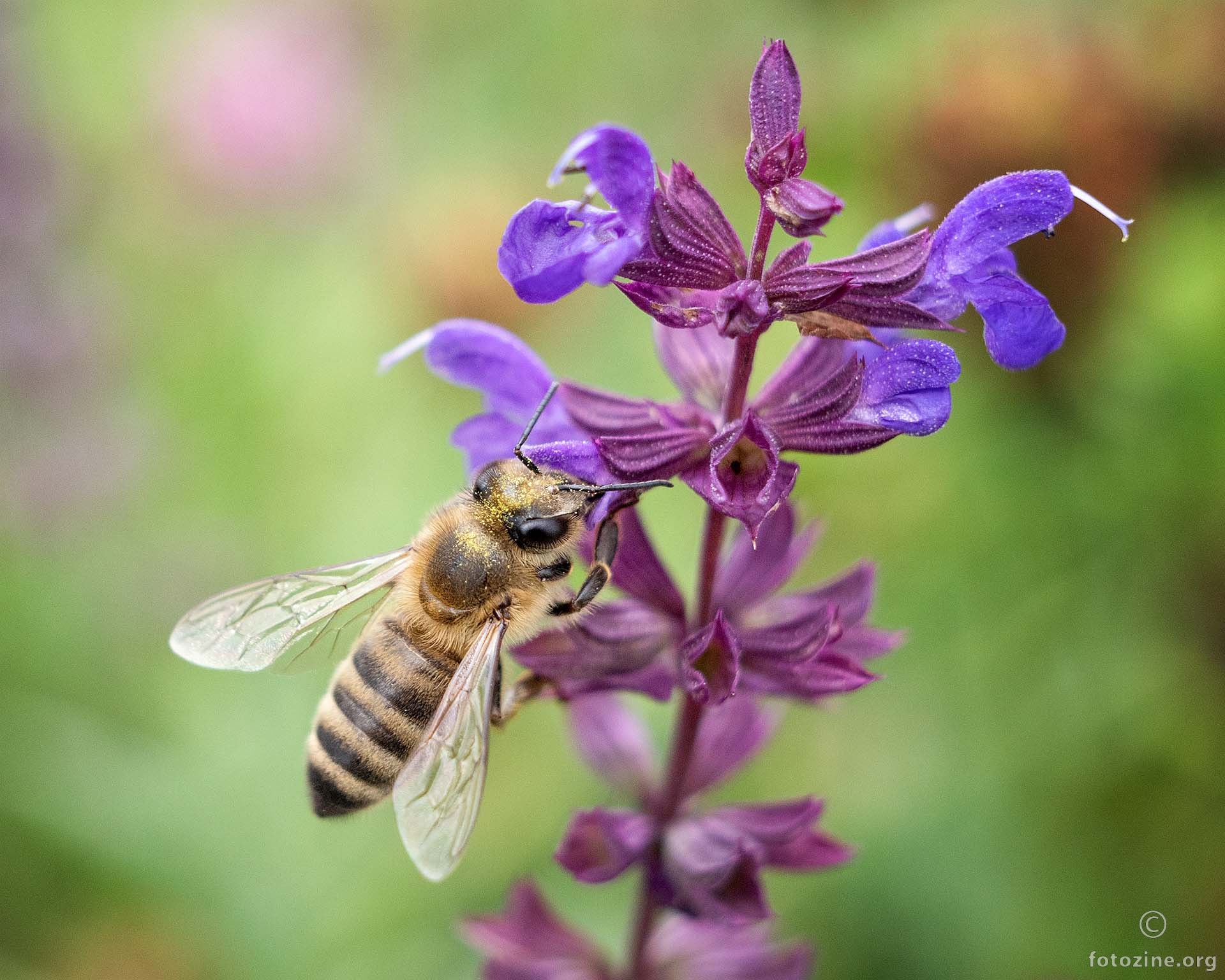 Makro pčela