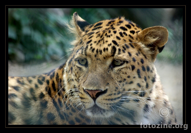Leopardov pogled