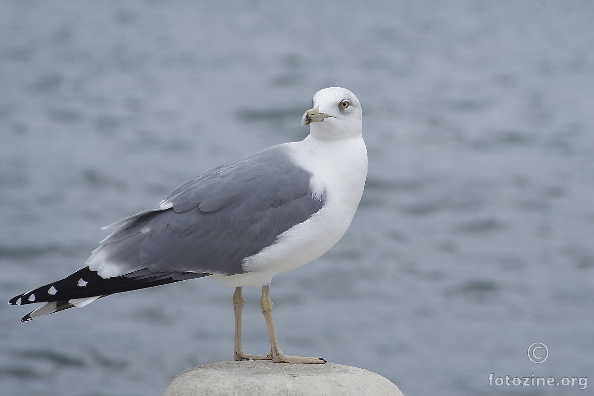 Galeb (bez mene)