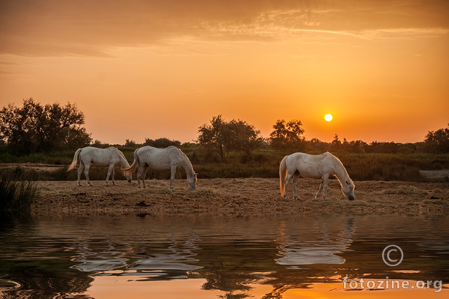 camargue 