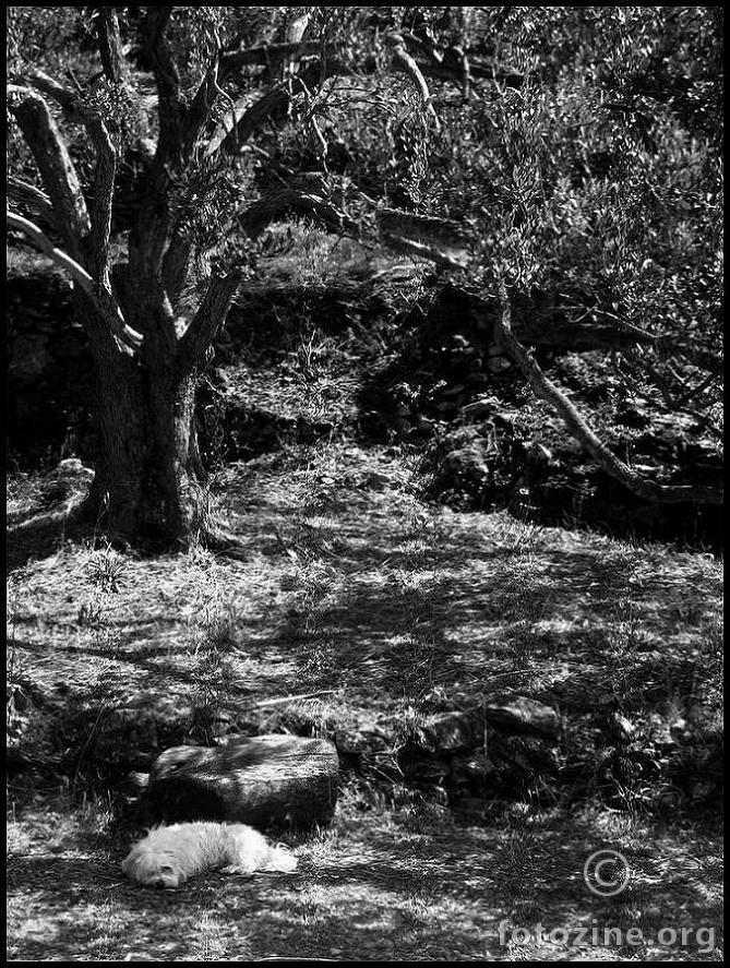 dreaming under olive tree