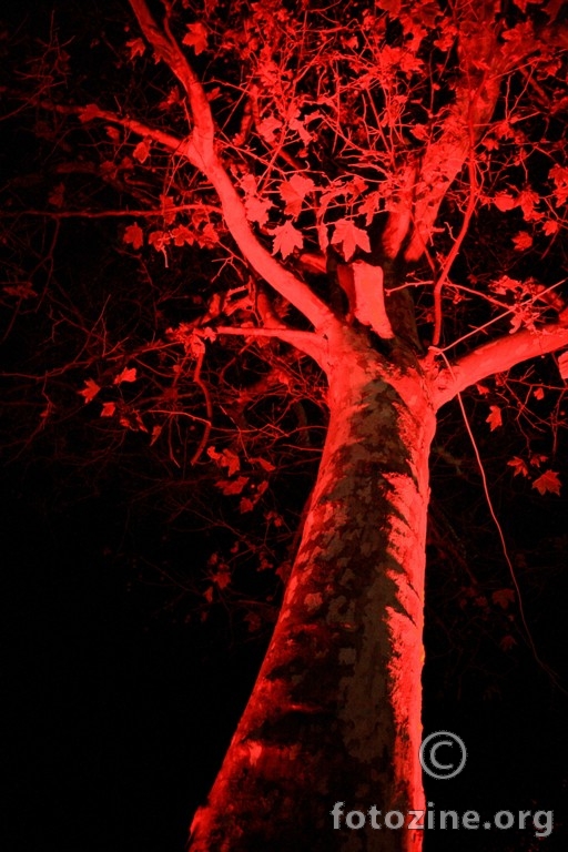 red tree