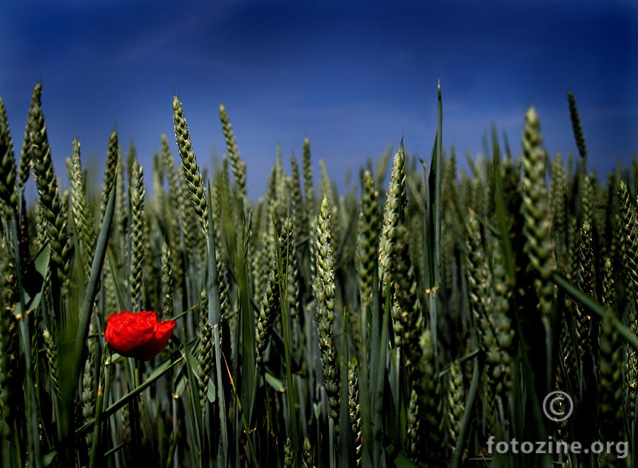 Polje sna