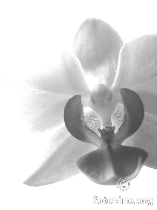 orchid