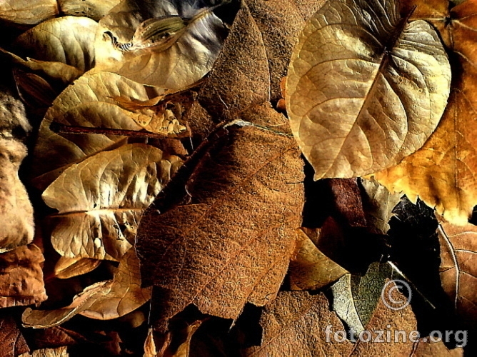 jesenjsko lišće ispred moga praga