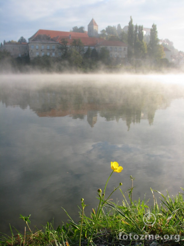 Žuti cvjetić